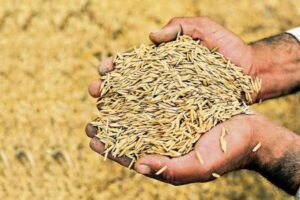 किसानले पाएनन् धानको समर्थन मूल्य