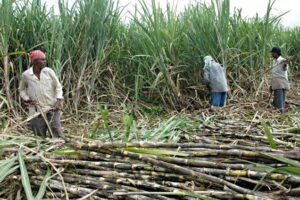 गुलियो उखुको तीतो व्यथा : अन्योलमा किसान